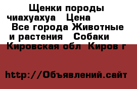 Щенки породы чиахуахуа › Цена ­ 12 000 - Все города Животные и растения » Собаки   . Кировская обл.,Киров г.